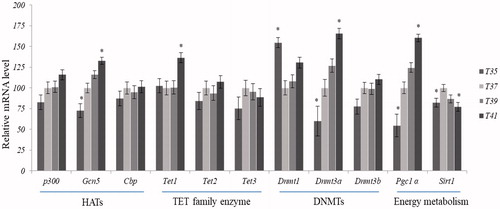 Figure 8. Expression patterns of genes encode enzymes responsible for epigenetic modifications. Statistical difference compared between control (T37) and other temperature groups (p < 0.05).