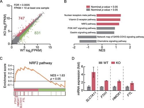 Figure 1. Transcriptome analysis reveals upregulation of NRF2 pathway-associated genes in RNF113A KO cells. (A) Scatter plot displaying gene expression of RNF113A KO and WT cells. Colored dots indicate DEGs (Upregulated genes = green; downregulated genes = red) in RNF113A KO cells compared to WT cells. (B) Bar graph representing significantly enriched terms (NES > 1 or < −1) from GSEA utilizing the WikiPathways gene set for DEGs. (C) GSEA enrichment plot of NRF2 pathway for DEGs. (D) mRNA expression levels of NRF2 pathway target genes. Columns represent the relative mRNA expression levels analyzed by FPKM values of RNA sequencing data from WT and RNF113A KO cells.