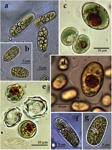 Figure 4. LM microphotographs of strain ACUS 00025 from culture material in 2007–2009 (c, e, d) and in May 2018 (a, b, f, g).Note: Scale bar is indicated on each microphotograph.
