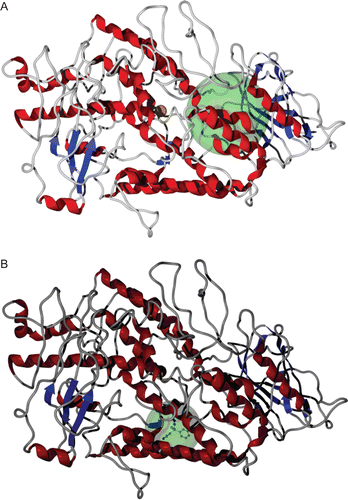 Figure 4.  Binding sites of the inhibitors 2–4 (A) and 1 (B) studied in the enzyme-inhibitor (EI) complex.