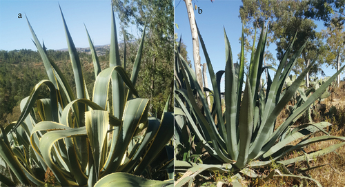 Figure 1. Illustrative photograph of (a) agave americana, and (b) agave sisalana plant species.