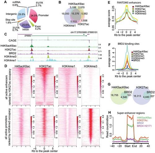 Figure 2. Genome-wide characterization of H4K5acK8ac sites and BRD2 binding sites. (A) A chart of genomic localization of H4K5acK8ac peaks. (B) Venn diagram showing a high overlap of H4K5acK8ac with two enhancer marks H3K27ac and H3K4me1. Using a simple intersection with at least 1 bp overlap, 78% of H4K5acK8ac sites overlap with 87% of H3K27ac sites and 80% of H4K5acK8ac with 50% of H3K4me1. (C) An example of a genome browser view of ChIP-seq signal of H4K5acK8ac, BRD2, other histone modification marks and gene expression signals by CAGE. (D) Heatmap of normalized H4K5acK8ac ChIP-seq intensities (read per million, RPM) within ±5 kb from the summit of active enhancers defined by H3K27ac located outside promoter (top) and active promoter defined by H3K4me3 at the TSS (bottom). H3K4me1 and H3K27ac mark active enhancer (top), while active promoters are highly enriched for H3K4me3 and H3K27ac but devoid of H3K4me1 (bottom). Color density indicates the enrichments of histone modification marks. (E) Enrichment of H4K5acK8ac and other histone modification marks within FANTOM5-defined enhancer regions. Average profiles (average RPM) of histone modification marks were plotted within ±5kb from the center of the enhancers (plotted by ngs.plot package 41). (F) Enrichment of active histone modifications within BRD2 binding sites, as shown by average ChIP-seq profiles of the histone modification marks. (G) Venn diagram showing a high overlap of BRD2–H4K5acK8ac (97.8%, left) and BRD2–H3K27ac (95.5%, right). (H) Enrichment of BRD2 and BRD4 ChIP-seq intensities (average RPM) in the super-enhancer regions identified by H4K5acK8ac ChIP-seq. BRD4 ChIP-seq from SCLC H2171 cell line was obtained from GSE4235513.