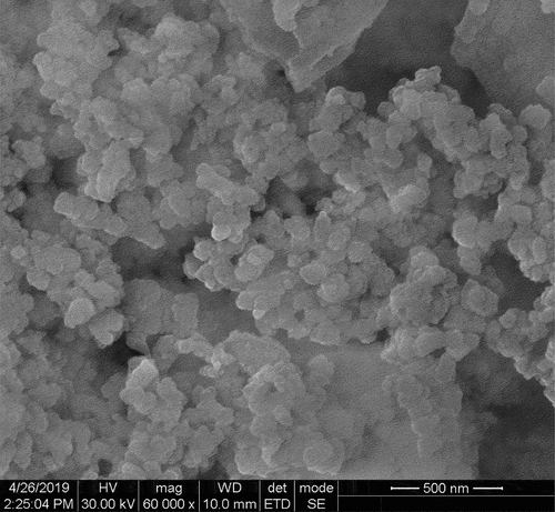 Figure 7. SEM image of AgNPs synthesized from M. charantia.