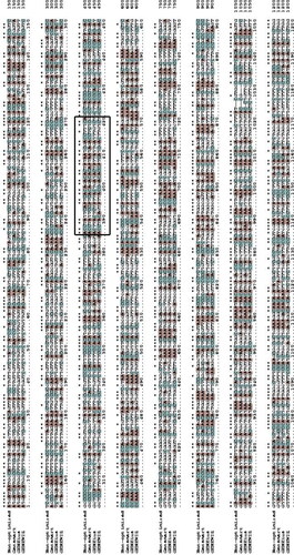 Figure 9. Multiple alignment codon-optimized AFL (Aspergillus flavus lipase) nucleotide sequence for expression in Pichia pastoris using Genesmart, GENEWIZ and GENEius optimization tools. Star symbol (*) indicates that the four sequences share the same nucleotides at a given position. A (adenine) coloured in orange; C (cytosine), coloured in cyan; G (guanine) and T (thymine), not coloured. The black box represents the active site lid sequence.