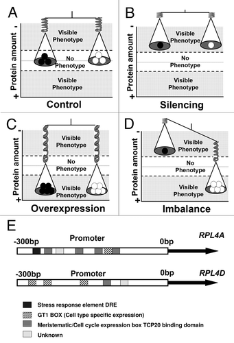 Figure 1 Schematic representation of the Gene Dosage Balance Hypothesis applied to a hypothetic two member ribosomal protein family in Arabidopsis. (A) A wild type plant maintains the correct amount of protein and the balance among different family members. As a consequence, the equilibrium position is located in the middle of the graph (white) and no phenotypes are observed. (B) A silenced line maintains the balance among different ribosomal protein family members but fails to obtain optimal protein amounts. As a consequence, the equilibrium position is displaced to the upper area of the graph (grey) and aberrant phenotypes are observed. (C) A ribosomal overexpression line might maintain the balance among different family members, but the excess of ribosomal proteins displace the equilibrium position to the lower area of the graph (grey). As a consequence, aberrant phenotypes are observed. (D) An imbalanced line might have the sufficient protein amounts but fails to maintain the proportions among the different protein family members. As a consequence, the equilibrium position is displaced to both, the upper and lower areas of the graph (grey) and aberrant phenotypes are observed. The two arms of the scale represent different equilibrium positions, and the numbers of white a black circles represent the relative ribosomal protein amounts of two different ribosomal family members. Relative protein amounts are indicated as a continuum with increased (+) and decreased (−) shown on the Y-axis in this model. (E) The different regulatory boxes present in the promoter region of the RPL4 family members might act as a fine tuning mechanism to trigger specific compensatory mechanisms as a response to different ribosomal protein mutations. The regulatory boxes are indicated with different color patterns and were identified using ATHENA.Citation21