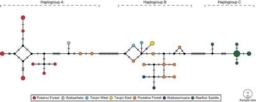 Figure 2. Median-Joining network for Siphlaenigma janae based on the barcoding fragment of the COI gene. Coloured points represent different sampling locations and the size of the points is relative to the frequency of the haplotypes. Black points indicate hypothetical haplotypes and hatch marks on the branches indicate the number of mutational steps.