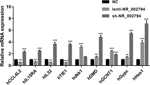 Figure 3. Effects of NR_002794 overexpression or knockdown on the expression of CCL4L2/IL15RA/IL32/TIE1/dkk1/DMD/GCNT1/Gypc/Hes1. SWAN71 cells were infected with lenti-NR_002794, sh-NR_002794, or control lentiviruses for 48 h. Next, the expression levels of CCL4L2/IL15RA/IL32/TIE1/dkk1/DMD/GCNT1/Gypc/Hes1 were measured by RT-qPCR assay. **P < 0.01. ***P < 0.001