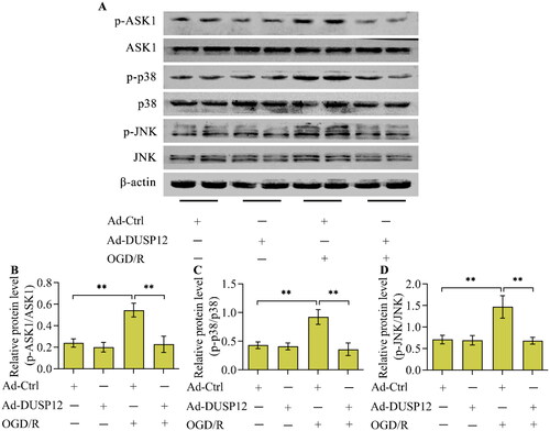 Figure 6. The effect of DUSP12 overexpression on ASK1-JNK/p38 MAPK under OGD/R conditions. (A-D) The levels of phosphorylated ASK1, JNK and p38 in Ad-Ctrl- or Ad-DUSP12-infected neurons with or without OGD/R were determined by Western blotting and their protein quantification was shown. n = 3. **p < 0.01. Statistical differences were determined using one-way ANOVA followed by Tukey’s post-hoc test.