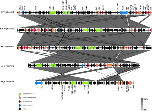 Figure 3 Comparative gene cluster analysis. Arrows indicate open reading frames arranged in the direction of transcription. The gene functions are represented by different colors. The red region represents drug resistance genes, the green region represents genes related to plasmid conjugation, the Orange regions represent insertion elements, the blue regions represent transposons, and the black regions encode other genes. Gray shaded areas indicate sequences that are highly similar sequences between plasmids.