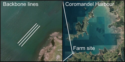 Figure 1. Map of study site showing mussel farm backbone lines at Gold Ridge Marine Farms (left; coordinates: −36.809,761, 175.436973) in Coromandel Harbour, New Zealand (right). Satellite images sourced from Google Earth Pro.