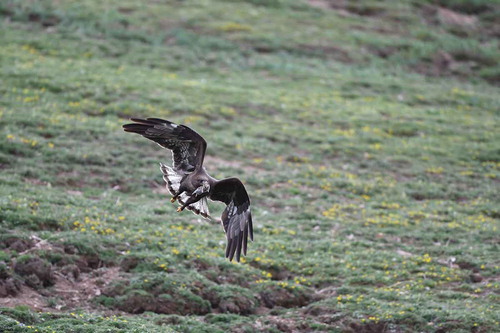 Photo 2.2. A golden eagle (Aquila chrysaetos) is preying on a plateau pika in Qumalai of the Yangtze River Source Park. Photo by Dazhao Song.