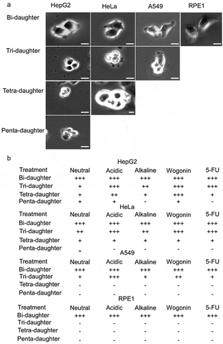 Figure 2. Multi-daughter production in different cell lines under varied treatment conditions. (a) HepG2, HeLa, A549 and RPE1 cells showing bi-daughter, tri-daughter, tetra-daughter and penta-daughter cell divisions. (b) Semi-quantitative representation of multi-daughter production under different treatment conditions. Bi-daughter divisions were commonly observed in all the cell lines; tri-daughter divisions were observed at neutral, acidic and alkaline pHs, and under wogonin and 5-FU treatments in HepG2, HeLa and A549 cells; tetra-daughter ones in HepG2 and HeLa cells; and penta-daughter ones only in HepG2 cells at neutral and acidic pHs and under wogonin treatment. Magnification ×100, with 10 µm scale bars. See Videos 3–12 for the ten panels in Part A