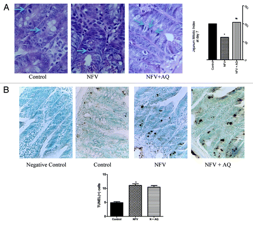 Figure 5. (A) Effect of nelfinavir at 100 mg/kg (NFV) and supplementation with 10 mM of alanyl-glutamine (NFV+AQ) on jejunum intestinal morphometry and mitotic index compared with control group (CONTROL). Values are expressed as percentage of control. (B) Effects of NFV and AQ supplementation (NFV+AQ) on cell death in the jejunum after 7 d of treatment compared with the PBS control (C). For each animal (n = 6), intestinal samples were collected and stained with TUNEL for immunohistochemistry. All slices were counterstained with methyl green, designed for nuclear counterstaining (stained light green, similar to blue color), which provide excellent contrast to brown. A strong methyl green stain, observed in the negative control slice, means that no immunostaining was detected, as expected. Negative control represents a sample of the jejunum where the antibody was replaced by 5% PBS/BSA. *p < 0.05, compared with PBS control group, by student’s unpaired t test. #p < 0.05, compared with group with NFV, by one-way ANOVA, with Bonferroni’s post-test.