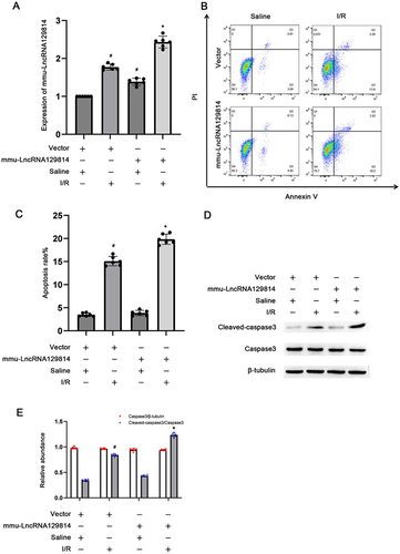 Figure 3 Overexpression of mmu-lncRNA129814 enhances I/R-stimulated BUMPT cell death. After transfection with 2 μg mmu-lncRNA129814 plasmid or vector, saline or I(2-h)/R(2-h) exposure was conducted. (A) The qRT-PCR assay of mmu-lnRNA129814 in BUMPT cells. (B) FCM evaluation of BUMPT cell death. (C) Apoptotic rate of BUMPT cells. (D) Immunoblotting of Casp3, Cle-Casp3, and tubB in BUMPT cells. (E) The results of grayscale assessment. Mean ± SD (n = 6). #p < 0.05, mmu-lncRNA129814 plasmid or vector + I/R vs vector; *p < 0.05, mmu-lncRNA129814 plasmid + I/R vs vector + I/R.