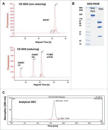 Figure 3. Biochemical and biophysical analysis of purified XGFR*. (A) Purity, antibody integrity and molecular weight of XGFR* was characterized by CE-SDS and (B) SDS-PAGE under reducing and non-reducing conditions. (C) Analytical size exclusion chromatography (SEC) was used to estimate the presence of aggregates in the one arm scFab XGFR* molecule after protein A and Hydroxyapatite purification. The chromatogram represents a 20 µg injection.