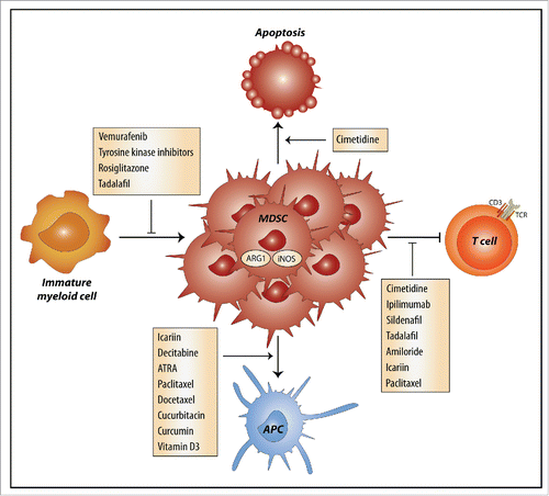 Figure 3. Mechanisms by which drugs and natural compounds inhibit MDSCs. Several drugs and natural compounds used in cancer treatment or for other indications have off-target effects that result in inhibition of myeloid-derived suppressive cells (MDSCs) through four distinct mechanisms. The off-target effects can inhibit expansion of MDSCs, inhibit their T cells suppressive capacity or induce the differentiation of MDSCs into mature APCs. Cimetidine induces the apoptosis of MDSCs. ARG1, arginase 1; iNOS, inducible nitric oxide synthase; APC, antigen-presenting cell; TCR, T cell receptor; ATRA, all-trans retinoid acid.