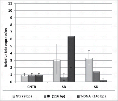 Figure 4. Stress-dependent changes of the relative abundance of 2 variants of NBR1 transcript in SALK_135513 plants. Localization of the PCR product specific for SALK_135513 WT (Nt, 145 bp; IR, 116 and T-DNA, 145 bp) transcripts is as in Fig. 3A. The amounts of the indicated PCR products in SALK_135513 plants treated by salt stress (SB) and drought stress (SD) is shown in relation to the amount of the same products in SALK_135513 plants grown in the control conditions (CNTR). Data bars represent the mean (±SD) of 2 biological repeats performed in technical duplicate.