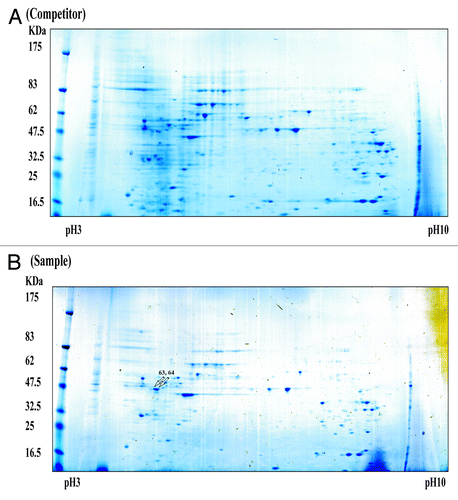 Figure 3. Simply Blue safe-stained 2-DE images of RBPs purified using an affinity column. Purified samples were separated on pH 3–10 IPG strips followed by separation by 4–20% SDS-PAGE. The competitor assay is shown in (A) and the sample assay shown in (B). Molecular weight markers are indicated on the left, and PI values are indicated the bottom. Arrows indicated spots that were subjected to analysis by MALDI-TOF mass spectrometry and bioinformatics. Detailed information for each spot is listed in Table 1.