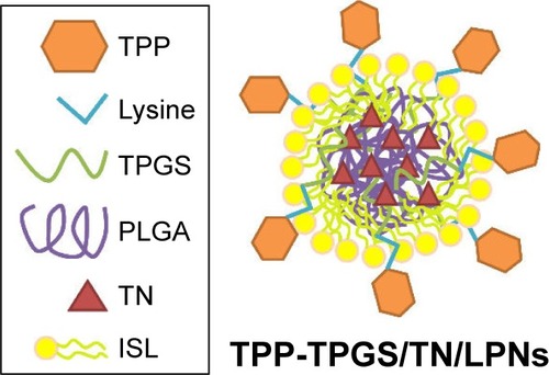 Figure 2 Scheme graph of the structure of TPP-TPGS/TN/LPNs.Abbreviations: TPP, triphenylphosphonium; TPGS, D-α-tocopheryl polyethylene glycol 1000 succinate; TN, tanshinone IIA; LPNs, lipid-polymeric nanocarriers; PLGA, poly (D,L-lactide-co-glycolide); ISL, injectable soybean lecithin.