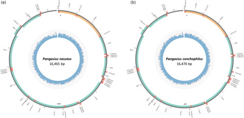 Figure 2. Genome map of (a) Pangasius nasutus and (b) Pangasius conchophilus mitochondrial genomes.