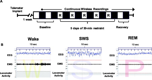 Figure 1. Experimental paradigm and representative sleep traces. (A) Experimental paradigm depicting the timeline for implantation of telemetry devices, continuous wireless EEG/EMG recordings, and 5 days of repeated restraint stress. The light period (analyzed from 10am to 7pm) is represented by open white boxes, while the dark period (analyzed from 7pm to 6am) is represented by black boxes. 30-min restraint took place during the light period. (B) Representative EEG, EMG, and activity traces of wake (denoted as W), slow wave sleep (denoted as S) and REM sleep (denoted as P for paradoxical sleep).