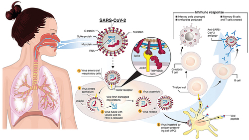 Figure 1. Simplified depiction of the transmission and the life cycle of SARS-CoV-2 virus, along with potential immune responses elicited. SARS-CoV-2 is transmitted via respiratory droplets by infected individuals. The virus, possessing a single-stranded RNA genome wrapped in nucleocapsid (N) protein and three major surface proteins, namely membrane (M), envelope (E) and Spike, infects and replicates in the upper airways and then passes to the lungs, potentially leading to severe pneumonia. The gateway to host cell entry (magnified view) is via angiotensin-converting enzyme 2 (ACE2) interaction with cleavage of Spike in the prefusion state by proteases TMPRSS-2/furin (reproduced from [Citation5], CC-BY, ©2020 Funk, Laferrière and Ardakani).