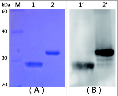 Figure 1. SDS-PAGE and Western blotting analysis of targeted proteins. (A) SDS-PAGE analysis of mtRTA. (B) Western blotting analysis of mtRTA. Lanes M: low molecular weight protein markers. Lane 1 and 1′: purified mtRTA. Lane 2 and 2′: purified rRTA (control).