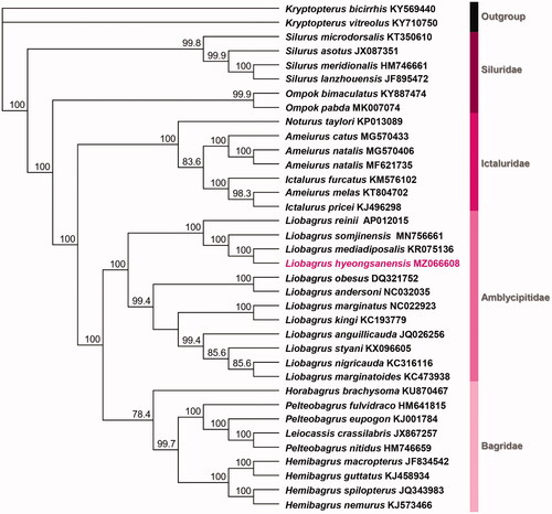 Figure 1. The molecular phylogenetic position of Liobagrus hyeongsanensis. The maximum likelihood tree was constructed with GTR + I+G based on 13 PCG sequences 36 Siluriformes species, including L. hyeongsanensis (MZ066608). Bootstrap support values are indicated on each node as >70.