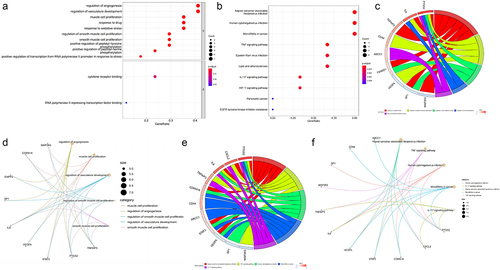 Figure 4. The gene functional enrichment analysis. (a) GO enrichment. (b) KEGG enrichment. (c) chord diagram for the distribution of OFR DEGs in different GO pathways. (d) Cluego network diagram for the relationship between OFR DEGs and GO pathways. (e) chord diagram for the distribution of OFR DEGs in different KEGG pathways. (f) Cluego network diagram for the relationship between OFR DEGs and KEGG pathways. GO, gene Ontology; KEGG, Kyoto Encyclopedia of genes and Genomes; OFR DEGs, obesity-ferroptosis related differentially expressed genes; BP, biological progress; MF, molecular function; TNF, tumour necrosis factor; IL, interleukin; HIF, hypoxia inducible factor; EGFR, epidermal growth factor receptor.