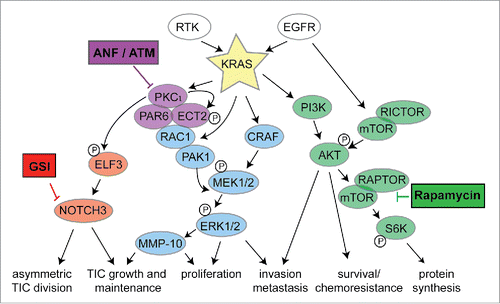 Figure 1. Clinically relevant PKCɩ-targeted combination therapies for treatment of KRAS LADC. “Vertical Blockade” of the PKCɩ-ELF3-Notch3 signaling axis and “Horizonal Blockade” of PKCɩ and mTOR signaling pathways are denoted.