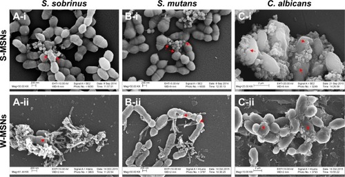 Figure 5 FE-SEM images of the interactions of S-MSNs or W-MSNs with planktonic microorganisms.Note: S. sobrinus (A-i and ii), S. mutans (B-i and ii), and C. albicans (C-i and ii). The arrows highlight the interactive spots of MSNs with microbes.Abbreviations: FE-SEM, field emission scanning electron microscope; S-MSNs, spherical mesoporous silica nanoparticles; W-MSNs, wire mesoporous silica nanoparticles; S. sobrinus, Streptococcus sobrinus; S. mutans, Streptococcus mutans; C. albicans, Candida albicans; Mag, magnification; EHT, extra high tension; WD, working distance; MSNs, mesoporous silica nanoparticles.