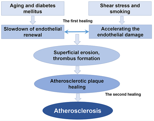 Figure 2 Conceptual Framework of the “Double Endothelial Healings” Hypothesis. This figure provides a schematic representation of the “Double Endothelial Healings” hypothesis, elucidating its role in the pathogenesis of coronary atherosclerosis. The illustration encapsulates the dual processes of accelerated endothelial damage and decelerated endothelial renewal, highlighting their pivotal contributions to the development and progression of atherosclerotic plaques.