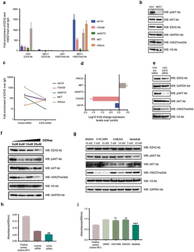 Figure 3. EZH2 occupancy and activation of the PI3K pathway in CLL cell lines. (a) ChIP assay data showing the average fold enrichment of EZH2 and H3K27me3 for the selected PI3K pathway target genes in the HG3 and MEC1 cell lines. (b) Western blot analysis showing protein levels for different antibodies in the HG3 and MEC1 cell lines. (c) Log10Fold change expression levels for the selected PI3K pathway target genes in EZH2 siRNA downregulated HG3 cells over control siRNA samples. (d) Western blot analysis showing protein levels for different antibodies in HG3 control siRNA and EZH2 siRNA transfected cells. (f and g) Western blot analysis showing protein levels for different antibodies using DZNep inhibitor drug and HMT inhibitor drug treatment (GSK353 and UNC1999) of HG3 cells. (h and i) The levels of active AKT analysed using the Akt Kinase activity assay kit for different EZH2 siRNA transfected and drug-treated HG3 cells.