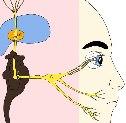 Figure 1 Sensory pathway for ocular surface.