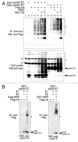 Figure 4 NIRF promotes ubiquitination of cyclins D1 and E1. (A) NIRF ubiquitinates cyclins D1 and E1 in vivo. COS-7 cells were cotransfected with the indicated combinations of plasmids, and then incubated with or without the proteasome inhibitor MG-132. Ubiquitinated cyclins were detected by immunoprecipitation (IP) with an anti-myc antibody, followed by protein gel blot (WB) analysis with the indicated antibodies. Asterisks denote the ubiquitinated proteins, while arrows correspond to nonspecific signals irrelevant to transfection. (B) NIRF ubiquitinates cyclins D1 and E1 in vitro. In vitro ubiquitination assays were performed with the indicated combinations of GST-tagged substrates, E1, E2 (UbcH5a), Flag-ubiquitin (Ub), ATP and either Flag-NIRF or GST-NIRF. After completion of the reaction, the mixtures were subjected to immunoprecipitation with an anti-Flag antibody. The ubiquitinated species (asterisks) were visualized by protein gel blotting with the antibodies against the respective cyclins. Note that the same amount of GST-cyclin substrates was used in each experiment. The arrowheads represent GST-cyclin D1 or E1 proteins captured during the process of immunoprecipitation.
