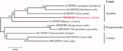 Figure 1. Neighbor-joining (NJ) topology for 10 species of suborder Cottioidei based on 13 mitochondrial protein-coding genes.