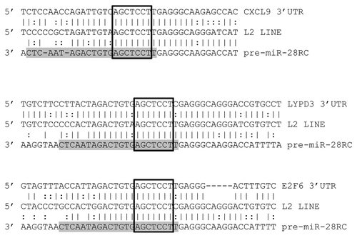 Figure 4 MiR-28 alignments with predicted targets. Alignments between three predicted miR-28 target 3′UTRs (top), a consensus L2 LINE (middle) and the miR-28 genomic sequence reverse complemented (bottom) are illustrated. Mature miR-28 is highlighted in grey. Open boxes indicate perfect seed matches. To qualify as a 3′UTR “hit”, alignments were required to (1) contain a perfect seed match, (2) match .50% of the flanking sequence used in the target query and (3) occur within a 3′UTR sequence annotated as an L2 sequence by Censor Server. Vertical lines indicate base identity with the L2 consensus sequence. Dotted lines indicate purine/pyrimidine conservation. LYPD3, “LY6/PLAUR domain containing 3”; E2F6, “E2F transcription factor 6”; CXCL9, “chemokine (C-X-C motif) ligand 9”.