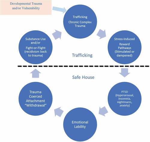 Figure 1. Theorized cycle of complex trauma, PTSD with trauma-coerced attachment and recidivism from safe placement experienced by people exploited via human trafficking. Human trafficking victims often experience a positive feedback loop of effects both triggered and heightened by their chronic, complex trauma. This cycle can include PTSD and related psychological effects like anxiety, hyperarousal, and insomnia, as well as emotional lability. Victims may respond to this by misusing substances which influences their fight-or-flight response and alters reward pathways within the brain.