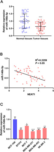 Figure 5 miR-146b-5p expression is downregulated in breast-cancer tissues and cell lines. (A) Relative expression of miR-146b-5p in breast-cancer tissues and adjacent tissues was determined by qRT-PCR. (B) Pearson correlation analysis of expression of lncRNA NEAT1 and miR-146b-5p in breast-cancer tissues. (C) qRT-PCR was done to measure expression of miR-146b-5p in normal breast cells (MCF10A) and breast cancer cell lines (BT474, MCF-7, MDA-MB-231, MDA-MB-453, SK-BR-3). Data are the mean ± SD. *P < 0.05, **P < 0.01, and ***P < 0.001 compared with normal tissues or MCF-10A cells.