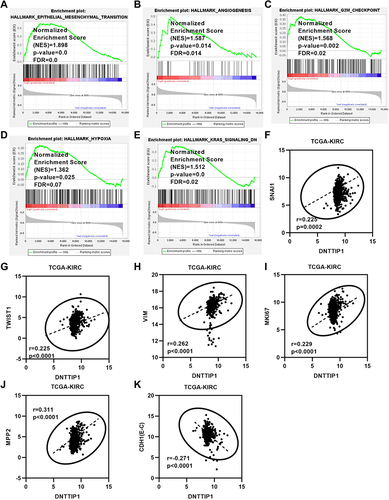 Figure 8 GSEA and tumor malignancy characteristic genes correlation analysis of DNTTIP1 in TCGA-KIRC. (A) EMT; (B) Angiogenesis; (C) G2M checkpoint; (D) Hypoxia; (E) KRAS; (F–K) Tumor malignancy characteristic genes correlation analysis of DNTTIP1 with snal1, twist1, vim, MKI67, MMP2, cdh1 (E-cadherin).