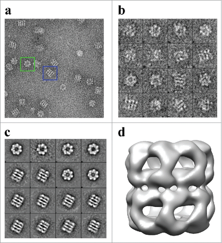 Figure 4. Generation of the Initial Model of the Human Mitochondrial APO-Hsp60. a) Electron micrograph of APO-Hsp60 in the absence of Hsp10. Blue boxes encase Hsp60 side-views and green boxes encase top-views. b) APO-Hsp60 particles picked from the data set represented by the micrographs in “a.” c) Reference free initial class averages of the Hsp60 particles picked from the micrographs referenced in “b.” d) Hsp60 Initial model generated from the reference free class averages.