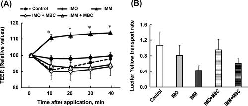 Figure 4. Changes in transepithelial electrical resistance (TEER, A) and the transport rate of Lucifer yellow (B) after application of 4%(w/v) oligo-type isomaltosaccharide (IMO) or 4%(w/v) megalo-type isomaltosaccharide (IMM) and the effects of the sequestration of cholesterol from Caco-2 cell monolayers by pre-treatment with 0.6%(w/v) methyl-β-cyclodextrin (MBC) for 40 min. Asterisks indicate significant differences compared to control values at each time point (n = 5–6, p< 0.05).