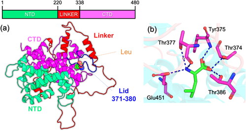 Figure 1. Structural organization of Sesn2 and Leucine binding. (a) shows the domain organization of the Sesn2. The CTD is given in magenta color, NTD is given in green color while the linker is given as red. The Lid that is essential for the leucine robust interaction is given in blue color corresponding to 371-380 residues. (b) shows the interaction pattern of leucine with Sens. Hydrogen bonds are shown as dotted blue lines.