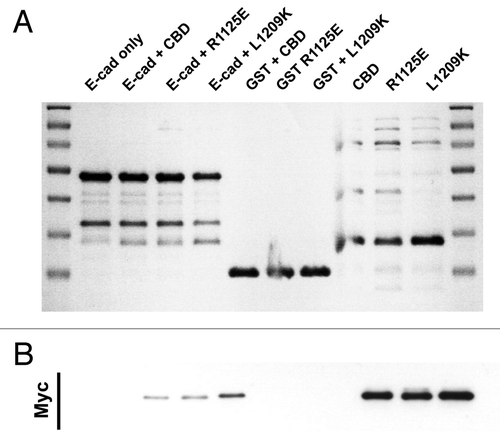 Figure 4. E-cadherin has binding requirements distinct from Dab2. Coomassie stained gel (A) and the corresponding Myc-immunoblot (B) of a representative in vitro binding experiment. The first two lanes show the E-cadherin tail construct coupled to GSH beads, without (lane 1) and with added myc tagged Myo VI CBD (lane 2). In lane 3 and 4 two point mutations of myosin VI (R1125E and L1209K) that inhibit the binding to Dab2 were tested in their ability to bind E-cad. Lanes 5–7 are negative GST controls and lane 8–10 show the three Myo VI CBD constructs loaded alone to indicate their expected molecular mass.