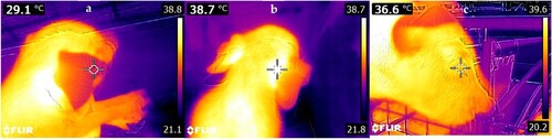 Figure 1. FLIR® E8 camera examples of thermal images of different surface locations obtained with the FLIR E8 camera, using the pointer. Figure 1(a) = ear tip. Figure 1(b) = base of ear. Figure 1(c) = eye.