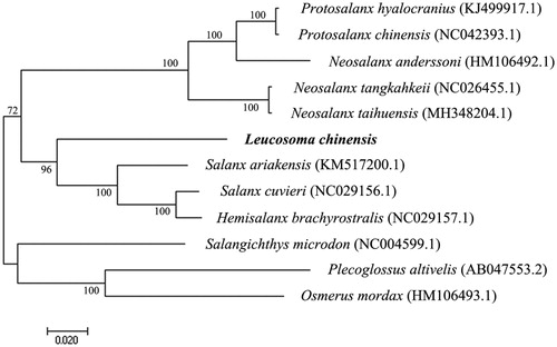 Figure 1. Neighbor-Joining phylogenetic tree of mitochondrial genome sequences of ten species of Salangidae and two outgroups (Plecoglossus altivelis, Osmerus mordax). The Leucosoma chinensis sequence obtained in the present study is shown in bold.