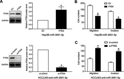 Figure 4 PTEN mediates the effects of miR-3691-5p on migration and invasion of HCC cells.Notes: (A) PTEN expression level in miR-3691-5p-overexpressing Hep3B cells that were transfected with EV or PTEN expression plasmid or miR-3691-5p-silencing HCCLM3 cell that were transfected with control siRNA or PTEN siRNA. (B) The results of transwell assays revealed that the abilities of miR-3691-5p-overexpressing Hep3B cells migration and invasion were weakened after PTEN upregulation. (C) The results of transwell assays revealed that PTEN silence with siRNAs enhanced the abilities of migration and invasion of HCCLM3-anti-miR-3691-5p cells. Each experiment was performed three times. All data were presented as mean ± SD. Student’s t-test was conducted to analyze the difference. *P<0.05.Abbreviation: HCC, hepatocellular carcinoma.