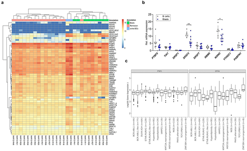 Figure 2. B-ALL patients exhibit disease-specific RBP expression profile(a) Heatmap visualization of RNA-Seq data from patients at diagnosis, in remission and sorted B-cells from healthy donors. RBP expression is shown as log-transformed data normalized to HPRT. (b) qRT-PCR analysis of selected RBPs in sorted B cells and leukemic blasts of pediatric healthy donors and B-ALL patients (n = 6 patients in control, n = 11 patients in diseased group; *, p < .05; **, p < .01). (c) Boxplots of log10-transformed, gene expression values of PTBP1 and ZFP36 grouped by B-ALL subtypes. Boxes range from first to third quantile, line indicates the median, whiskers show the highest and lowest values no further than 1.5*IQR from the hinge. Dots represent outliers. Values are normalized by the median of ratios method.