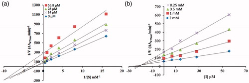 Figure 2. a) Lineweaver–Burk plots for the inhibition of mushroom tyrosinase in the presence of compound (8j). Concentrations of (8j) were 0, 14, 28 and 55.8 μM, respectively. Substrate l-DOPA Concentrations were 0.062, 0.125, 0.25, 0.5, 1 and 2 mM, respectively. b) The Dixon plot of the reciprocal of initial velocities versus various concentrations of compound (8j) at fixed substrate concentration.