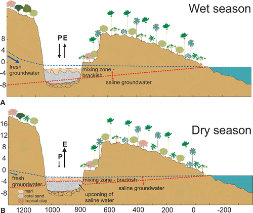 FIGURE 4. Panels showing a transverse cross-section through the Mare aux Songes. The dashed dark gray line shows the saline water wedge that intruded in the permeable basalts making up the rock valley and its shoulders. The black arrows show how this groundwater table fluctuates with the tide. The overlying freshwater lens is depicted as light gray dotted line. The line that crosses the valley indicates the lake level; the line that crosses the rock represents the groundwater table. P = precipitation, E = evaporation. Horizontal axis in meters from the coast. Vertical axis in meters above mean ocean level. A, upper panel. During the wet season, E does not exceed P and the saline wedge remains stationary below the freshwater lens; B, lower panel. During an extreme drought event and during the dry season, E exceeds P and the input of freshwater is decreased, so consequently the saline water wedge level cones upwards, salinizing the shrinking freshwater lake.